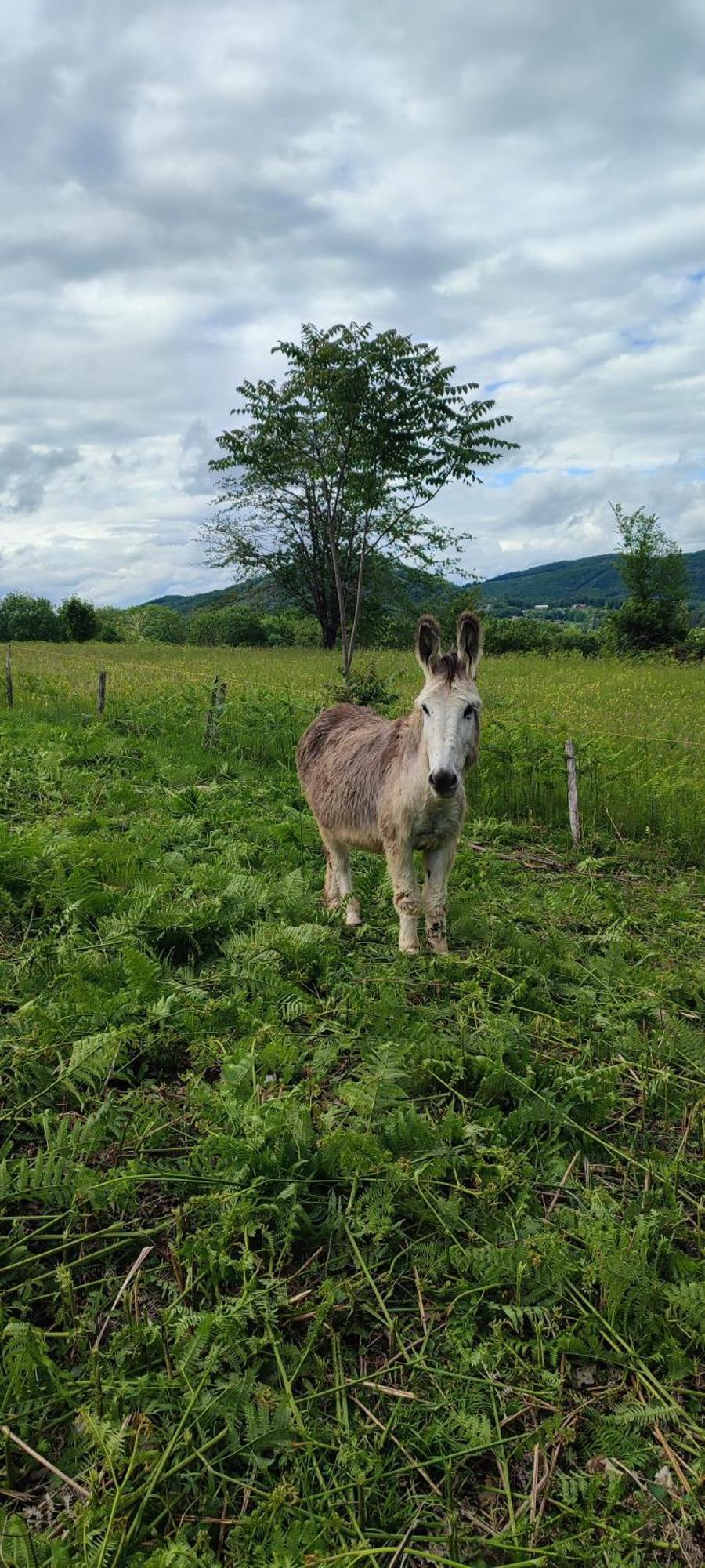 Domaine Le Lanis "Cabane De Pauline" แซ็ง-จิฮองส์ ภายนอก รูปภาพ